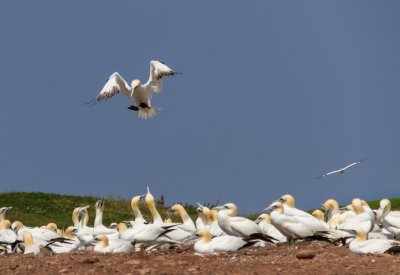 gaspe-2013-2117.jpg