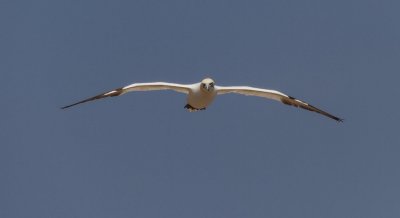 gaspe-2013-2129.jpg