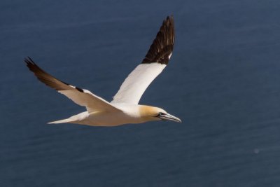 gaspe-2013-2146.jpg