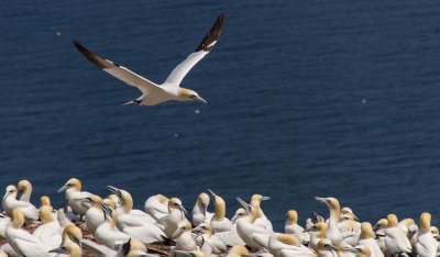 gaspe-2013-2192.jpg