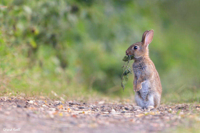 Lapin