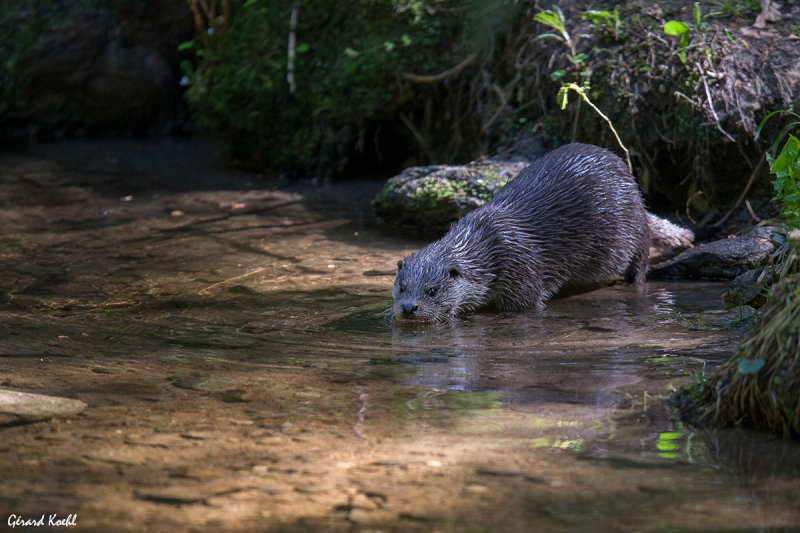 Loutre