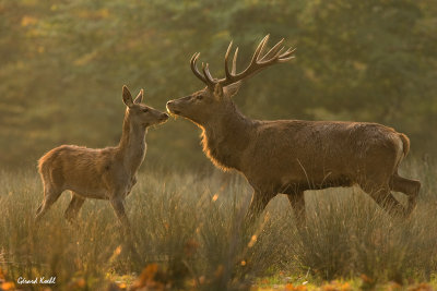 Un beau couple