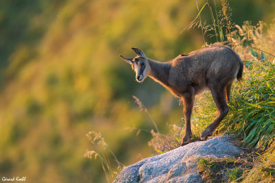 Chamois