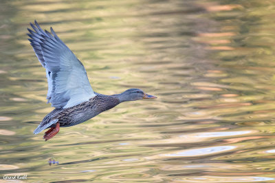 Canard colvert femelle