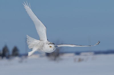 Wings in fold position