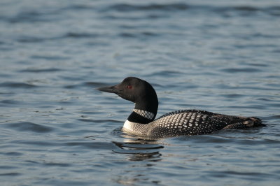        LOONS ....WHITE LAKE GALLERY