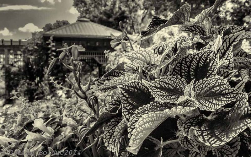 Coleus sepia