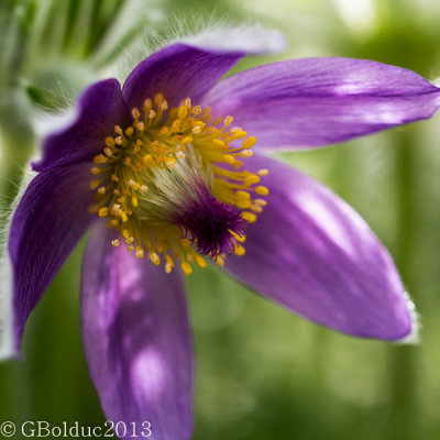 Anmone pulsatille_Pulsatilla vulgaris