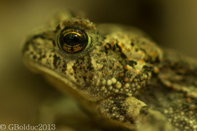Grose oeil pour un petit crapaud_Big eye for a small toad