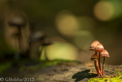 Champignon ville_Mushroom city