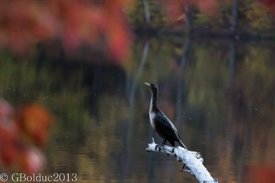 Cormoran