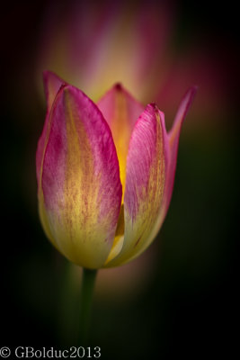 Tulipe_Tulip