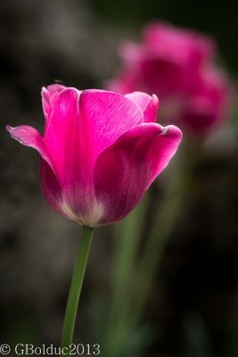 Tulipe_Tulip