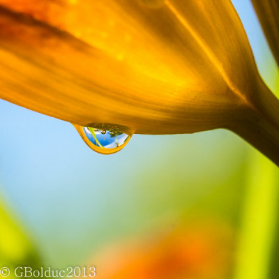 Goutte deau sur Hmrocalle_Water drop on daylilies