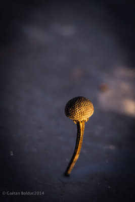 Herbe sechee dans la glace_Dried weed in ice