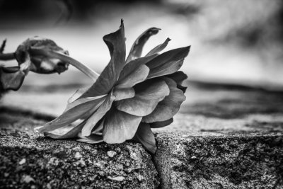Fleur fanne