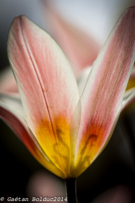 Tulipe_Tulip