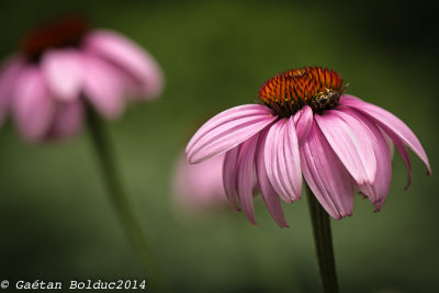 Rudbeckia pourpre_Purple coneflower