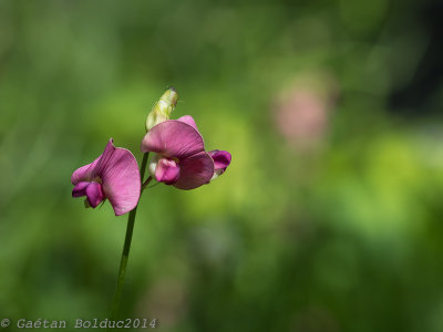 Gesse a feuilles larges_Everlasting pea
