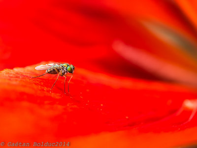 Petite gupe sur lis rouge_Tiny wasp on red lily