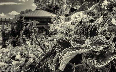 Coleus sepia