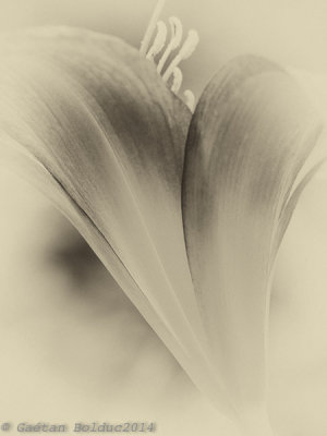 Hmrocales_NB_BW