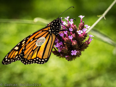 Papillon monarch marqu pour Monarch Wath_Monarch butterfly tagged for Monarch Watch