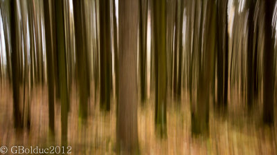 Impression forestire_Forest Impression