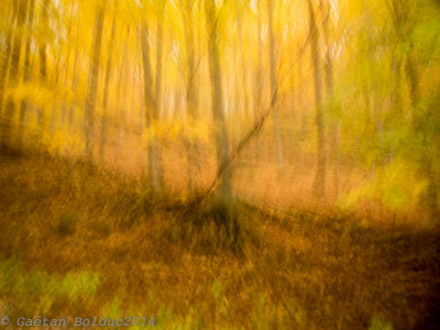 Abstrait fort d'automne_Fall abstrait forest