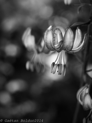 Lis martagon_Martagon lily