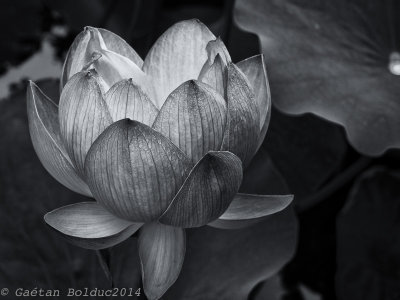 Fleur de lotus_Lotus blossom