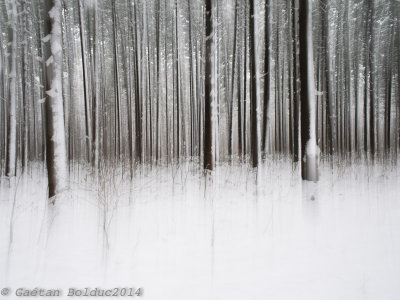 Abstrait de fort enneige_Snowy forest abstract