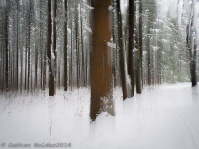abstrait de fort enneige_Snowy forest abstract