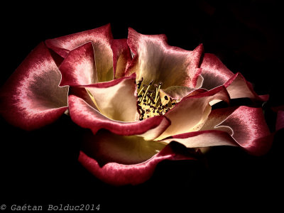 Rose rouge_Red rose