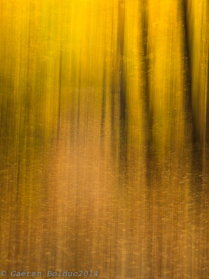 Abstrait forestier_Forest abstract