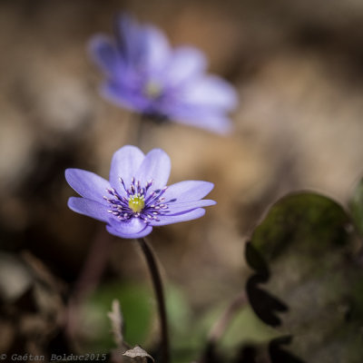 Premires fleurs du printemps_First spring flowers