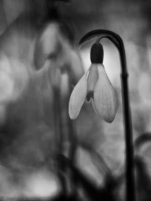 Perce Neige_Snowdrop