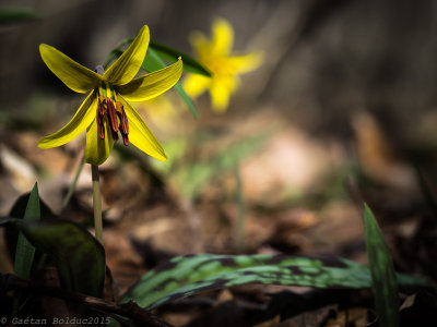 Erythrone d'Amrique_Trout lily