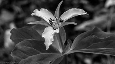 Trille ondul_Painted  trillium