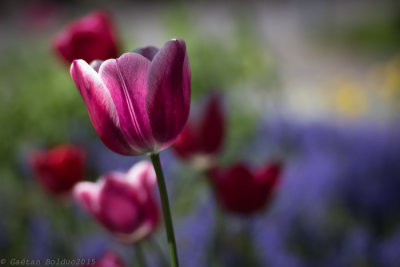 Tulipe_Tulip