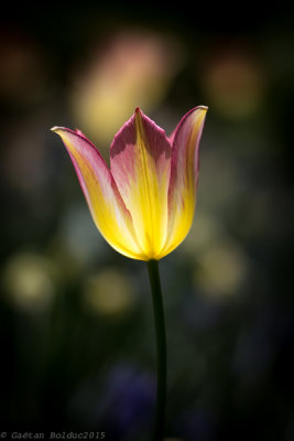 Tulipe_Tulip