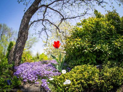 Tulipe solitaire_Lonely tulip