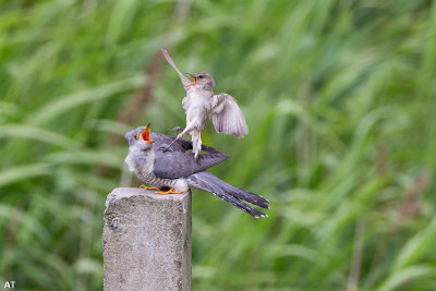 A fight in between Cuckoo birds and blackcap