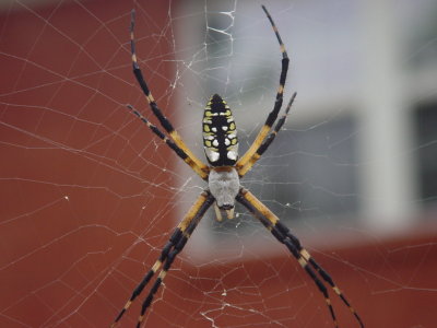 Garden Spider