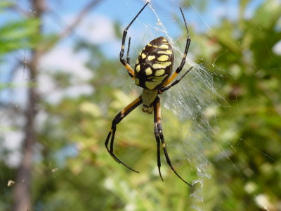 Golden/Yellow Garden Spider