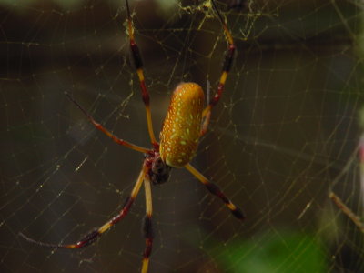 Golden Silk