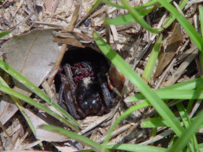Burrowing Spider with Young