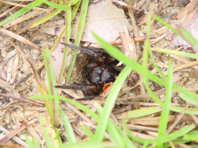 Burrowing Spider