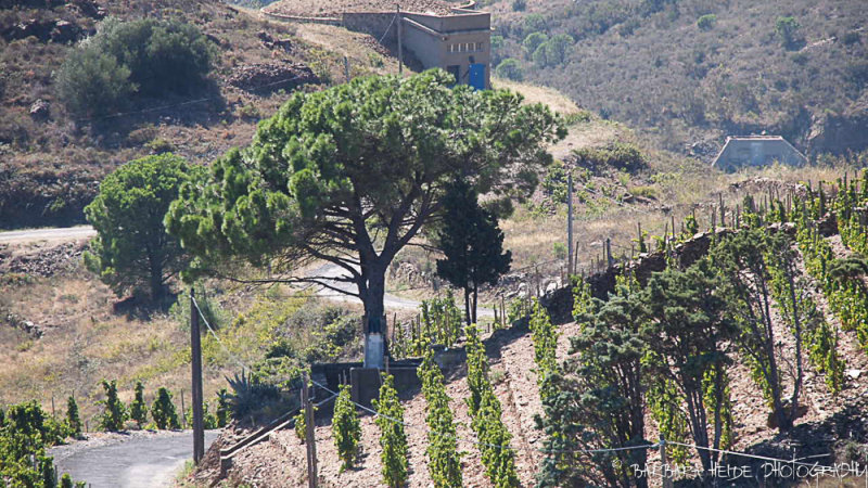 vineyard
